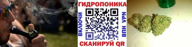 Конопля сатива  Озёрск 